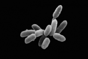 Archai - mikroorganizmy mieszkające w ekstremalnych warunkach